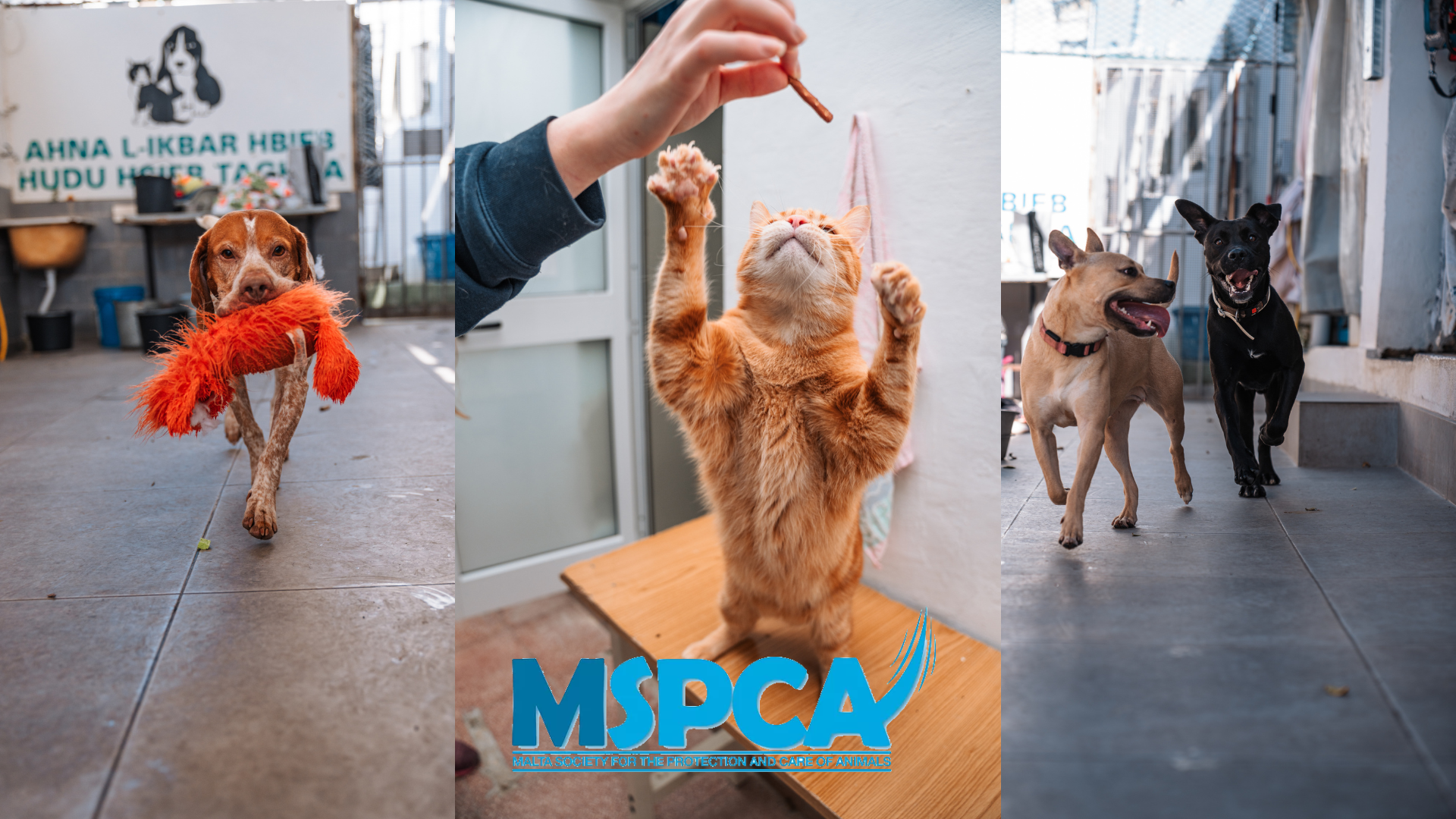 MSPCA - The Malta Society for the Protection & Care of Animals Malta, Malta Discount and Deal News on Coupon Club.mt Deals, Offers and Discounts in Malta