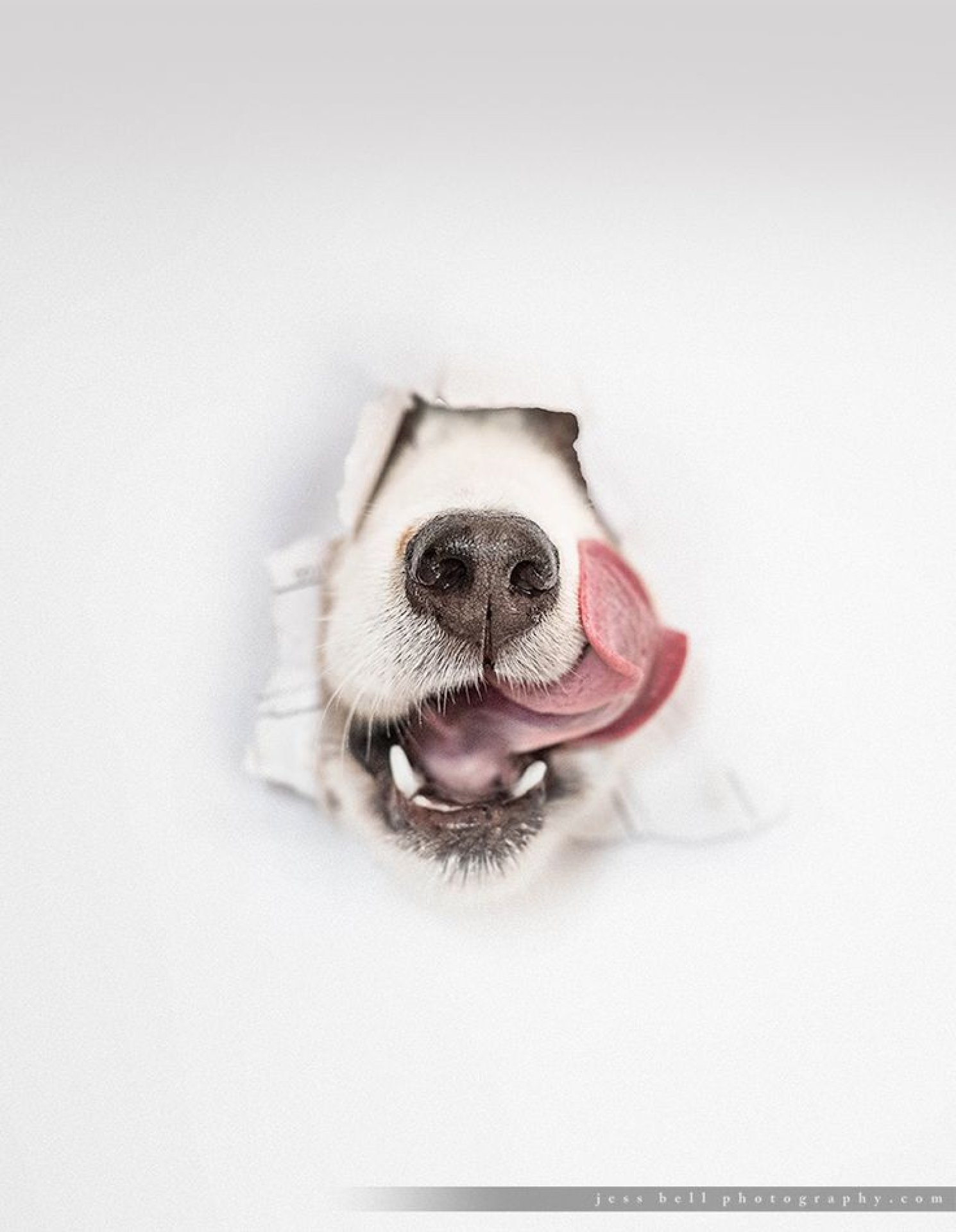Malta Pet Photography Discounts - Malta Entertainment Discounts & Offer  on Coupon Club.mt - 10% Discount on ANY photo session package