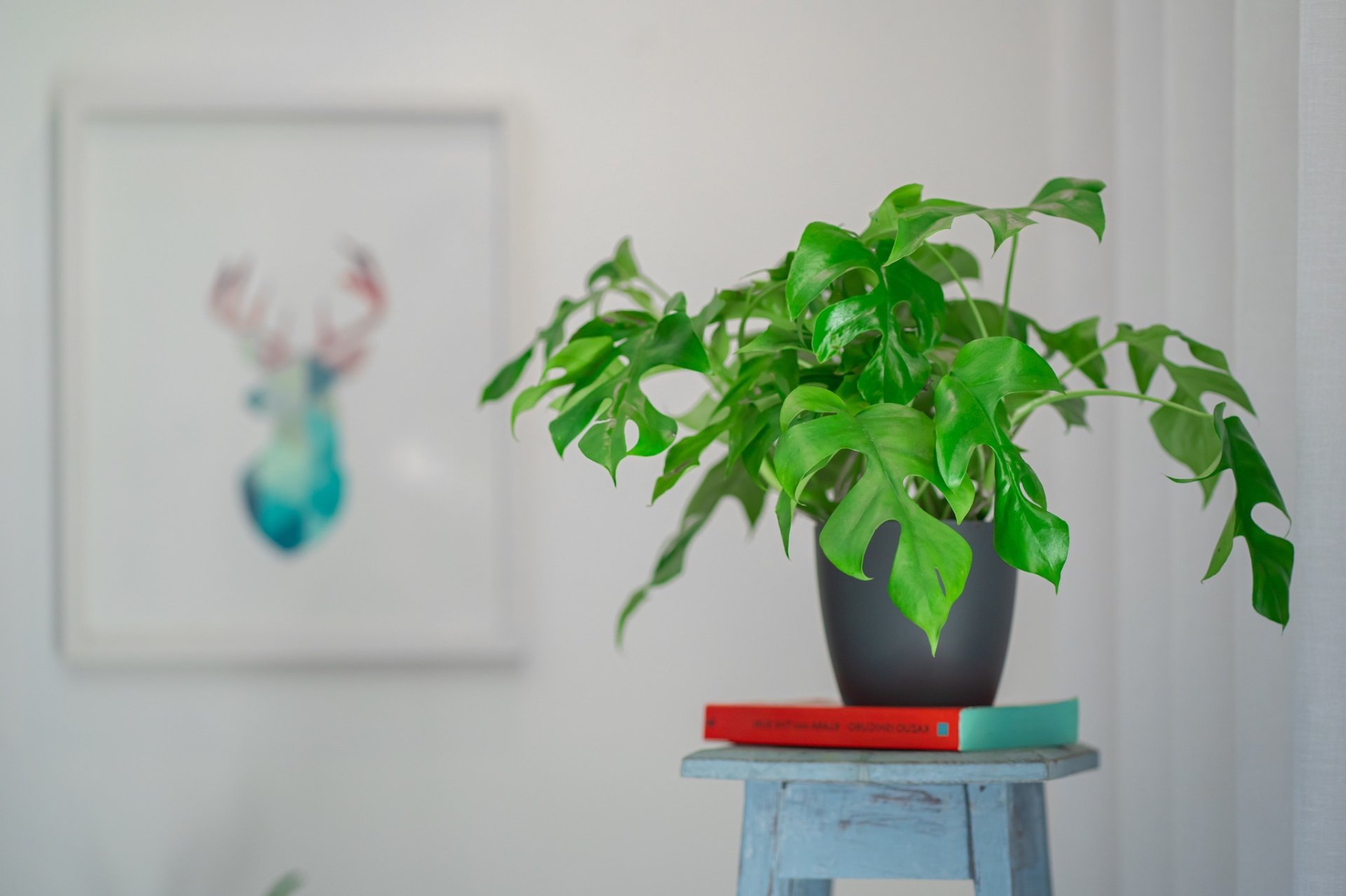 Gungla Discounts - Malta Home & Garden Discounts & Offer  on Coupon Club.mt - 10% Discount on Final Receipt