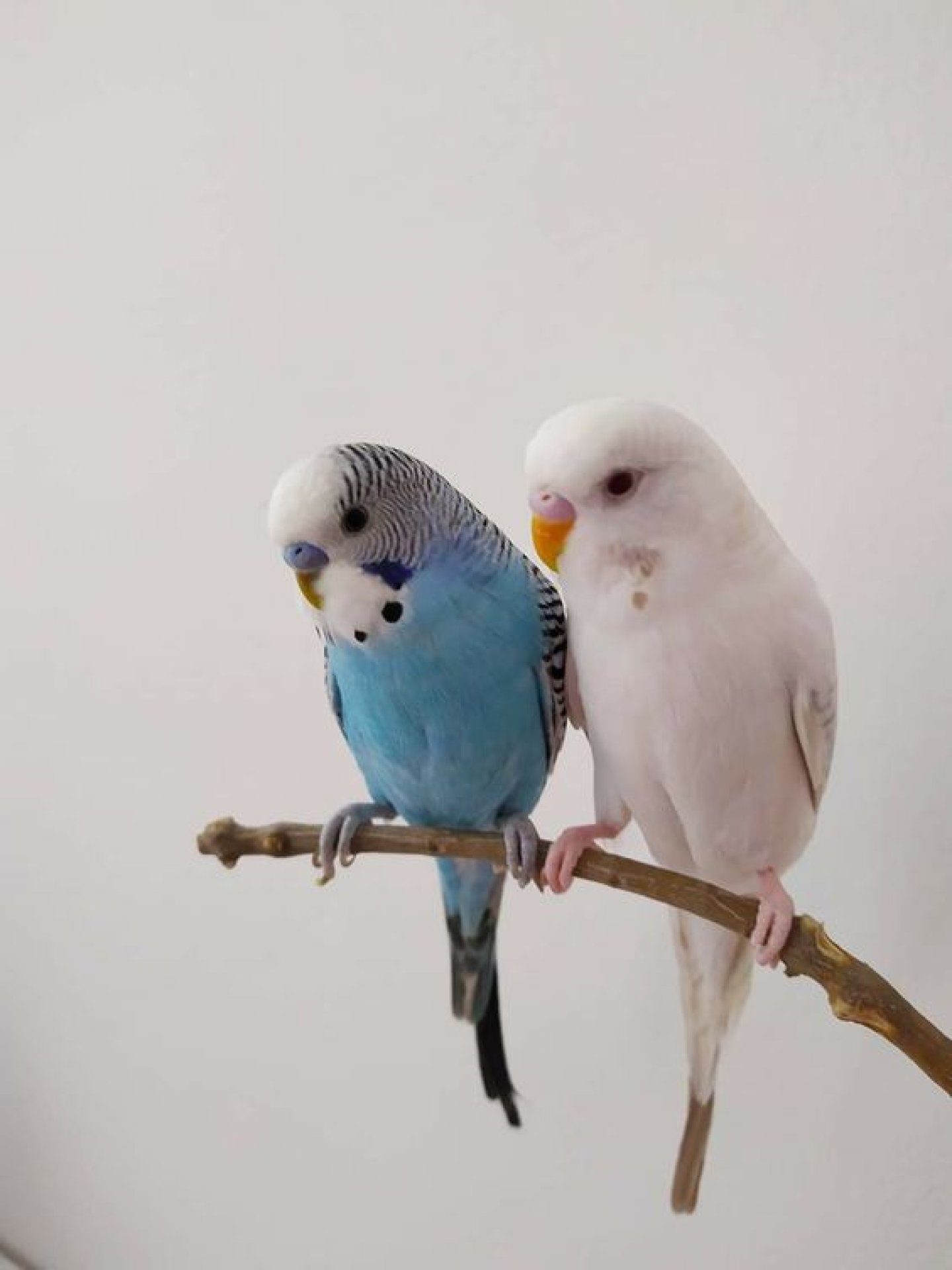 Song Birds & More Petshop  Discounts - Malta Shopping Discounts & Offer  on Coupon Club.mt - 10% Discount on Specific Brands 